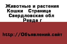 Животные и растения Кошки - Страница 2 . Свердловская обл.,Ревда г.